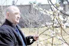  ??  ?? Meherremov, who was the head doctor at a Shusha hospital before fleeing the town 30 years ago, stands by a blooming tree in the courtyard of his house in a settlement for displaced people outside Baku. — AFP photo