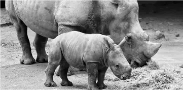  ??  ?? This handout from Wildlife Reserves Singapore shows Oban the baby white rhino beside his mother Donsa inside their enclosure at the Singapore Zoo. — AFP photo
