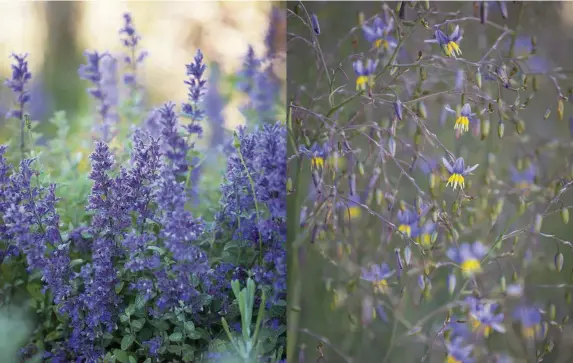  ??  ?? This page
Left The flowers of Nepeta x faassenii are an intense mauve blue against the golden grasses.