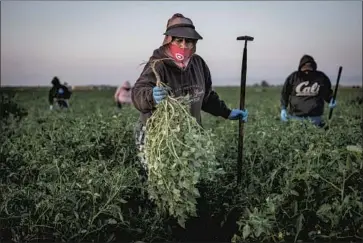  ?? Max Whittaker ?? FARMWORKER­S at farms with 26 or more workers will now qualify for overtime after 8.5 hours in a day or 45 hours in a week, under a new workplace law. Above, workers at a tomato f ield in French Camp, Calif.
