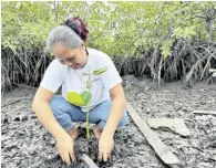  ?? ?? A KAMAMANA member plants a mangrove propagule along Del Carmen’s coast.