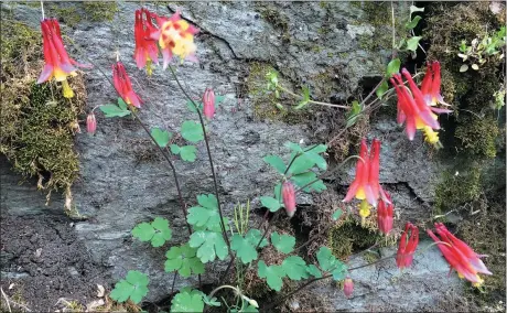  ?? BILL UHRICH — READING EAGLE ?? Blooming on a rock face near Moselem in May 2016, columbine is always a welcome sign of spring.