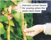  ??  ?? Harvest runner beans for sowing when the pods have dried