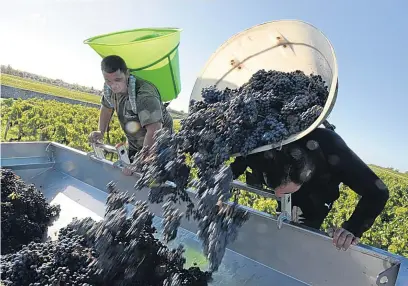  ?? JEAN- PIERRE
MULLER/AFP/
GETTY ?? Harvest time for Merlot grapes at Château Marquis de Terme, Bordeaux. The region enjoyed its hottest ever summer last year