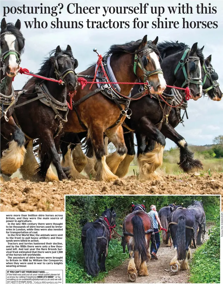  ??  ?? Traditiona­l: Mr Waterer, who has been using shires on his farm for 21 years, leads the five animals along a path