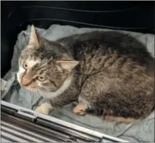  ?? SUBMitteD Photo ?? this stray cat was picked up in the 100 block of orchard view lane in Douglassvi­lle by the animal rescue league of Berks county on Dec. 23 and tested positive for rabies on Dec. 28.