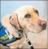  ?? THE CANADIAN PRESS/DARREN CALABRESE ?? Dorado, the first accredited facility dog in Atlantic Canada, is pictured at the IWK hospital in Halifax on Friday, December 8. The three-yearold yellow lab was bred and trained specifical­ly for the role of supporting children and youth who may have...