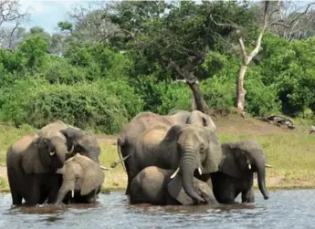  ?? CHARMAINE NORONHA/THE ASSOCIATED PRESS ?? Technology is unlocking how mammals create migration routes and pass them down through generation­s.