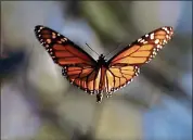  ?? ?? A monarch butterfly takes flight at Natural Bridges a few weeks ago.