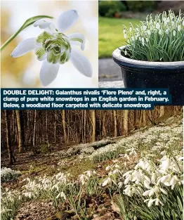  ?? ?? DOUBLE DELIGHT: Galanthus nivalis ‘Flore Pleno’ and, right, a clump of pure white snowdrops in an English garden in February. Below, a woodland floor carpeted with delicate snowdrops