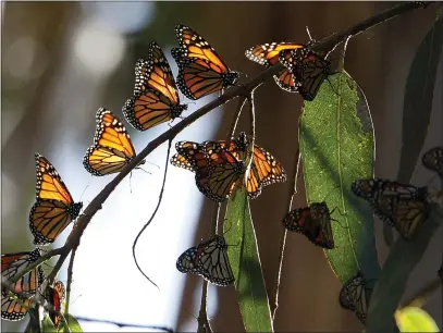  ?? VERN FISHER — MONTEREY HERALD ?? Monarch butterflie­s at the Monarch Butterfly Sanctuary in Pacific Grove in 2017.