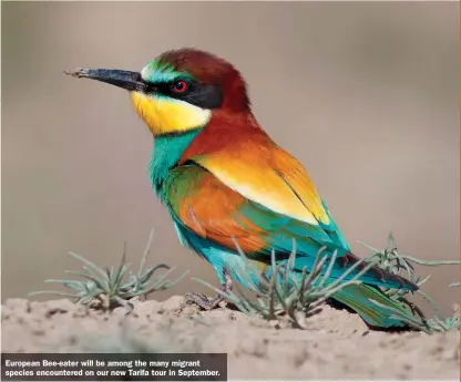  ?? ?? European Bee-eater will be among the many migrant species encountere­d on our new Tarifa tour in September.