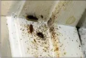  ?? AP PHOTO/ROGELIO V. SOLIS ?? In this Feb. 20 photo, roaches line the door jamb of Destiny Johnson’s apartment in Cedarhurst Homes, a federally subsidized, low-income apartment complex in Natchez, Miss. Upset with conditions, Johnson moved out in late March.