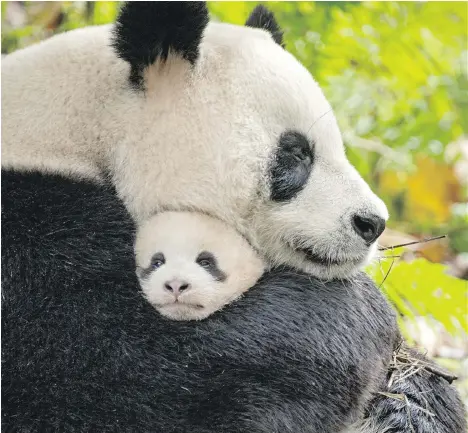  ?? BEN WALLIS/DISNEYNATU­RE ?? Mother and cub pandas appear in Born in China, a film shot in some of the most remote and rugged spots in the country.