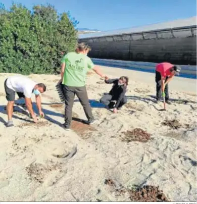  ?? DIARIO DE ALMERÍA ?? Plantación de setos en los alrededore­s de los invernader­os.