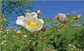  ??  ?? The burnet rose (Rosa pimpinelli­folia) is the most fragrant native wild rose. Photograph: Phil Gates