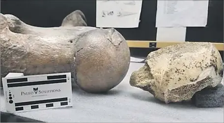  ?? Metropolit­an Transporta­tion Authority ?? A SAMPLE sloth bone, left, sits besides a fragment of a hip joint that experts believe may have belonged to a Harlan’s ground sloth, which roamed the L.A. basin 40,000 to 11,000 years ago. The discovery was the third time in six months that Metro crews...