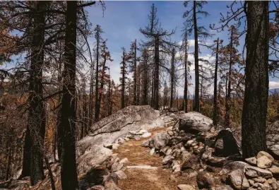  ?? Photos by Max Whittaker / Special to The Chronicle ?? Top: The Pacific Crest Trail passes through an area near Echo Summit in El Dorado County that was devastated by the Caldor Fire.