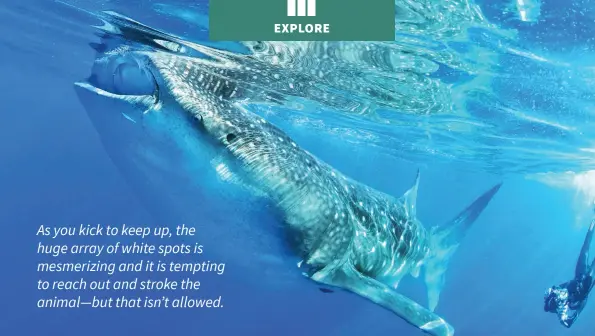  ??  ?? As you kick to keep up, the huge array of white spots is mesmerizin­g and it is tempting to reach out and stroke the animal—but that isn’t allowed.