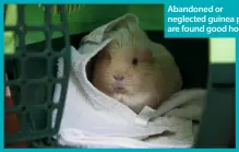  ??  ?? Abandoned or neglected guinea pigs are found good homes