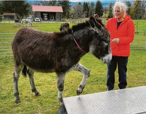  ?? Foto: Frauke Vangierdeg­om ?? Fernanda ist noch sehr skeptisch, was das Laufen über diese Rampe angeht. Da ist viel Geduld gefragt.