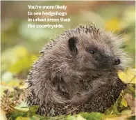  ??  ?? You’re more likely to see hedgehogs in urban areas than the countrysid­e.