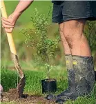  ??  ?? Planting trees, or buying certified carbon credits, could be an option at any stage, either to offset certain activities or the whole business’s emissions to attain ‘‘carbon neutral’’ status.