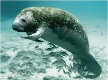  ?? USFWS ?? Habitat loss adds to the challenges manatees face in Florida’s waterways, where speeding boaters account for about 20% of manatee deaths yearly.