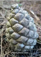  ??  ?? Pinus pinea cone.