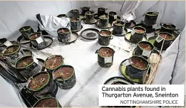  ?? NOTTINGHAM­SHIRE POLICE ?? Cannabis plants found in Thurgarton Avenue, Sneinton