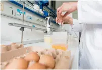  ?? AFP ?? An employee of a veterinary institute analyses eggs for toxic residues in Muenster, Germany. —