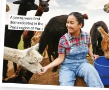  ?? ?? Alpacas were first domesticat­ed in the Puna region of Peru