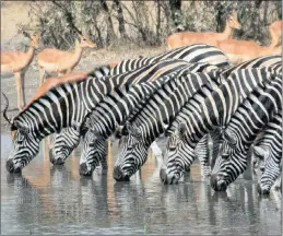  ?? PICTURE: JAN DE BEER ?? Zebra is one of the many game species that will be auctioned at the Ezemvelo KZN Wildlife’s annual game auction on May 17 by Ian Wyles and Isivuno auctioneer­s.