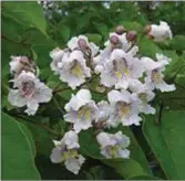  ??  ?? Catalpa bignonioid­es in flower.