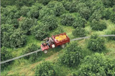  ?? WANG QUANCHAO / XINHUA ?? A villager drives a truck adapted to a rail track to pick up navel oranges in an orchard in Fengjie county, Chongqing, last month.