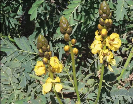  ?? PHOTOS BY KAREN BOWEN ?? EACH POPCORN CASSIA FLOWER PRODUCES A BROWN SEED POD filled with 8-10 seeds. New plants grow easily from seed.