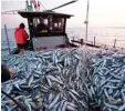  ?? Foto: Christian Charisius, dpa ?? Die Deutschen essen gerne Fisch. Fisch fang in der Ostsee vor Mecklenbur­g Vor pommern.