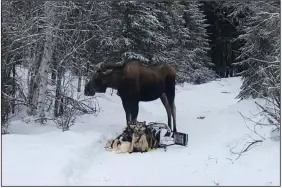  ?? (AP/Bridgett Watkins) ?? A moose stands over Bridgett Watkins’ dog team last week on trails near Fairbanks, Alaska.