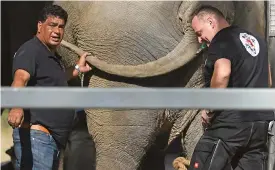  ?? (AFP) ?? Amir Khalil (left) of the Four Paws Internatio­nal and Frank Goeritz of Leibniz Institute for Zoo and Wildlife Research with the elephant at the Marghazar Zoo, in Islamabad on Sunday