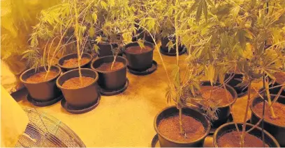  ?? Merseyside Police ?? Two men from Speke and two from Runcorn are in custody after Merseyside Police have busted a cannabis farm on Lowbridge Court in Garston.