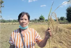 ?? RIGHT ?? A local farmer displays a stalk of Hom Siam rice.