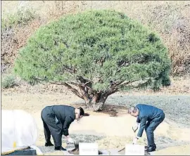  ?? HANDOUT / REUTERS ?? Los presidente­s Kim y Mun plantan un árbol en Panmunjon