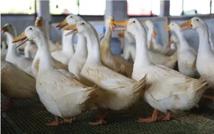  ??  ?? EJG Mighty Duck Farm, Inc. acclimatiz­ed the Pekin duck breed they imported years ago. (Photo courtesy of Myles Guillermo)