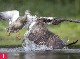  ??  ?? Attack: The angry mallard tackles the osprey catching its prey