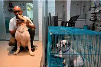  ?? ?? Dogs sit in a cage as they wait to be treated for heat burn, at a pet clinic in Kolkata on Tuesday, April 30, 2024. AFP