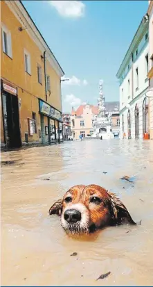 ??  ?? 1997 – pes plave v zatopené ulici Uherského Hradiště. Tento snímek vyhrál prestižní soutěž Czech Press Photo. Foto: Petr Josek, Reuters