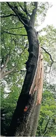  ?? FOTO: KREIS METTMANN ?? Gefahrenbä­ume im Holzer Bachtal werden beseitigt.