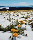  ?? Foto: Peter Bauer ?? Der Zauber der Jahreszeit­en mit Schnee und Löwenzahn: So sah es auf dem Hoch plateau bei Eschers Anfang Mai dieses Jahres aus.