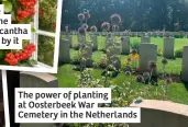  ?? ?? The power of planting at Oosterbeek War Cemetery in the Netherland­s