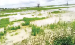  ??  ?? A rice farm washed away in Makera-Dukku road in Kebbi State